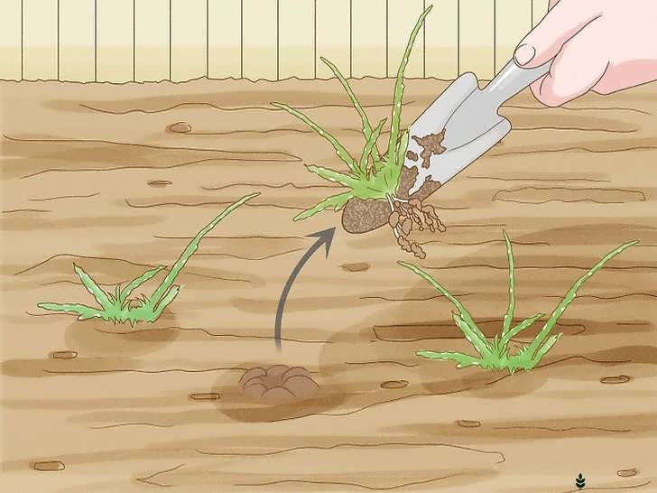 حذف علف های هرز