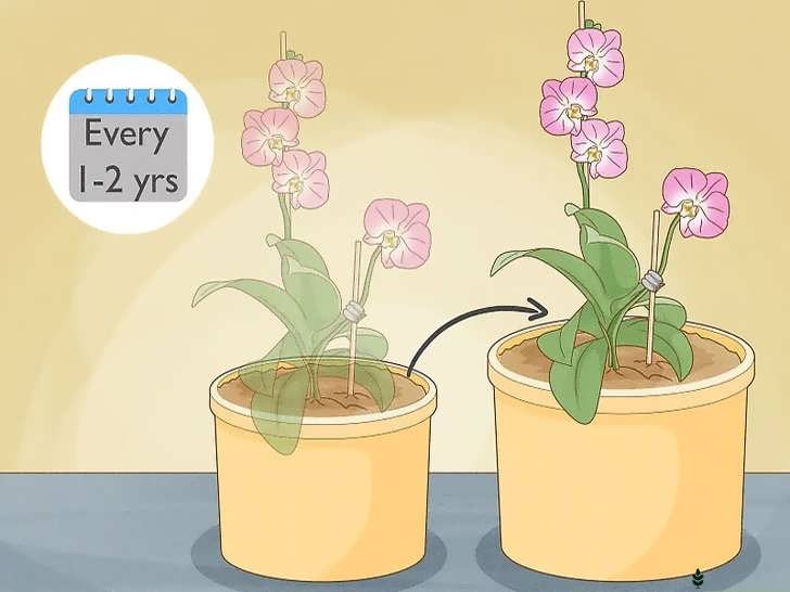 تعویض گلدان ارکیده