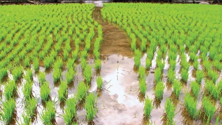 شالیزار برنج