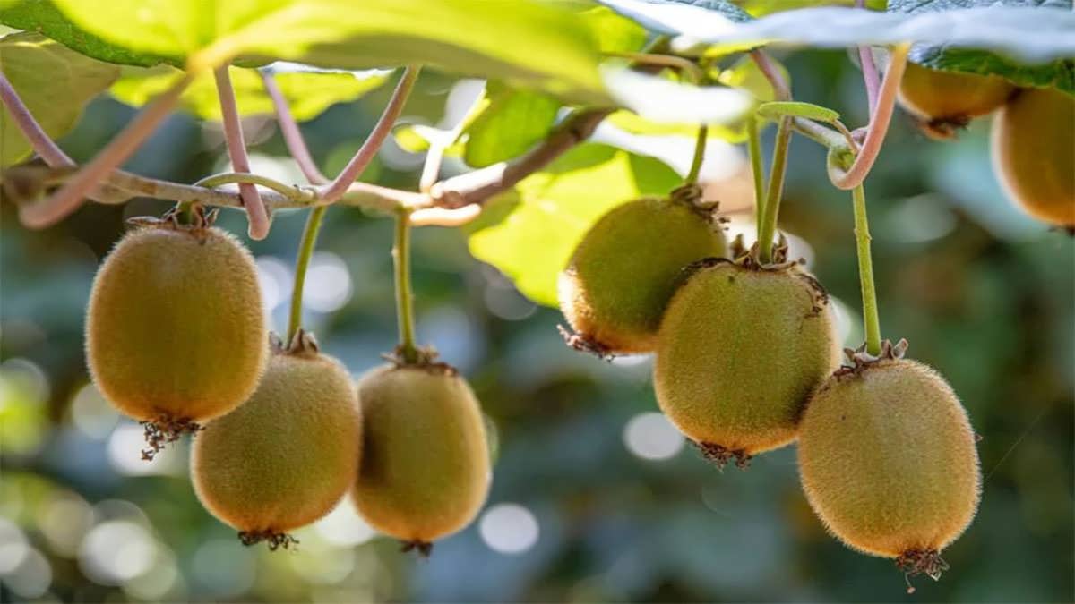 کیوی رسیده روی شاخه