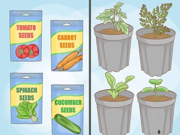 مقایسه بذر و نشا