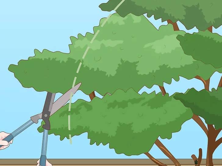 هرس برای شکل دهی درخت