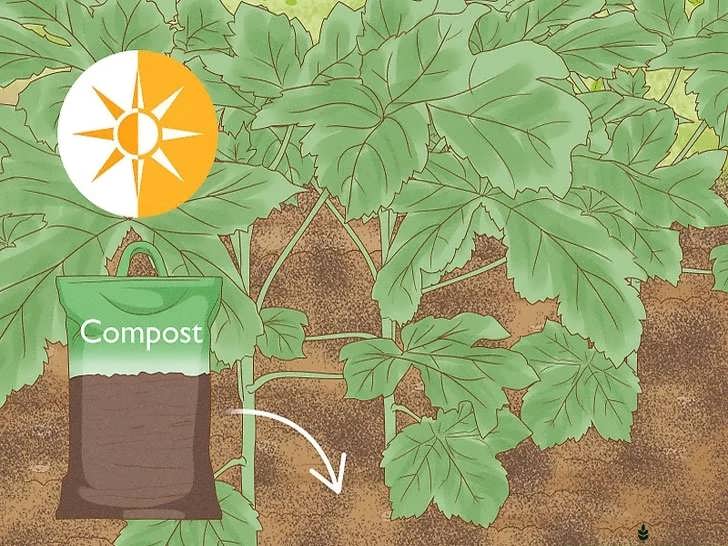 تقویت گیاه با کود کمپوست