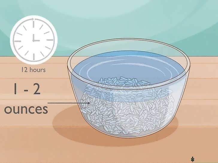 خیساندن بذر برنج