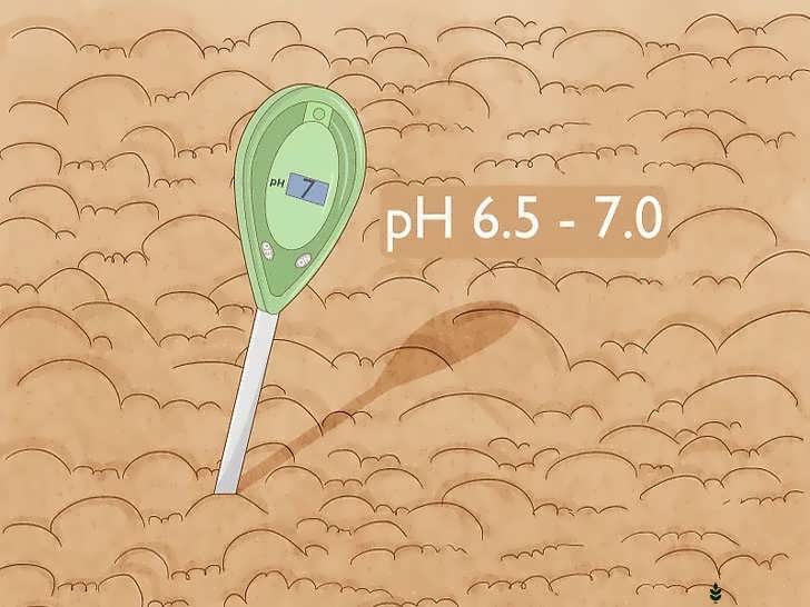 بررسی pH خاک