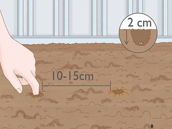 کاشت بذر چغندر