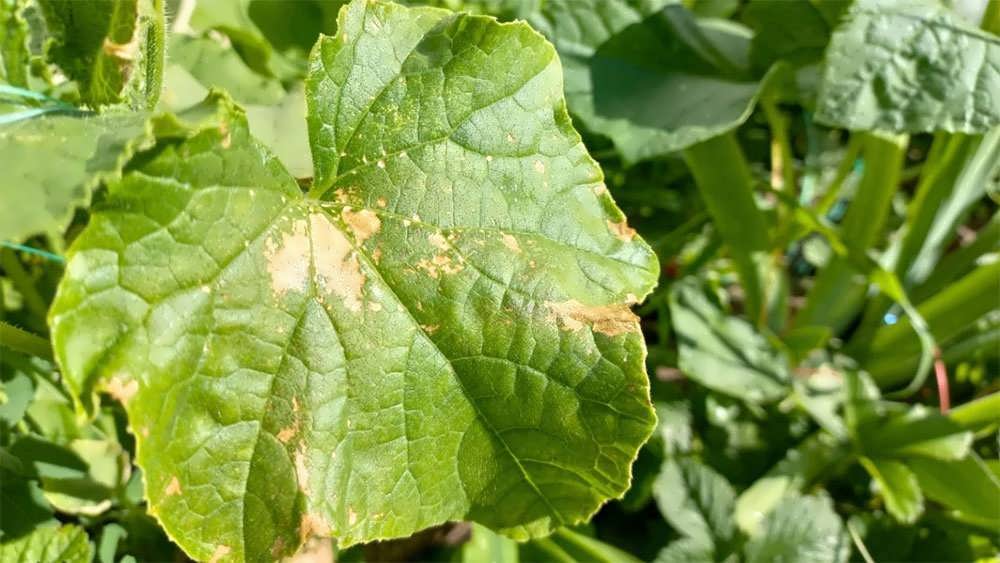 آفتاب سوختگی روی برگ های سبز خیار