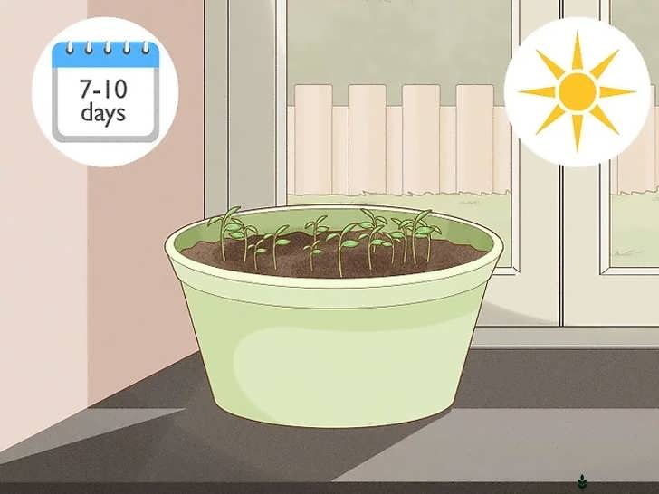 قرار دادن گلدان در محل مناسب