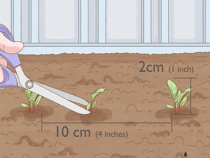 تنک کردن نشاها