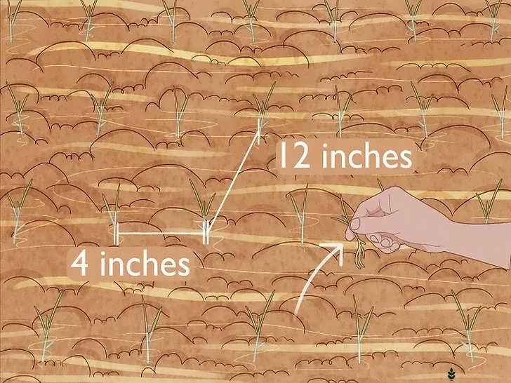 تنک کردن نشاها