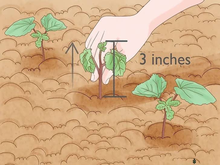 تنک کردن نشاها