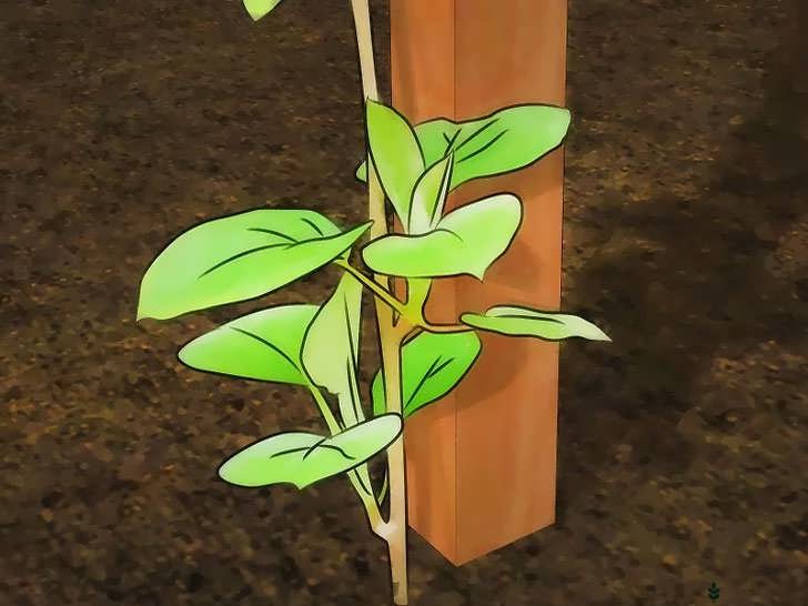 بستن شاخه ها به تکیه گاه