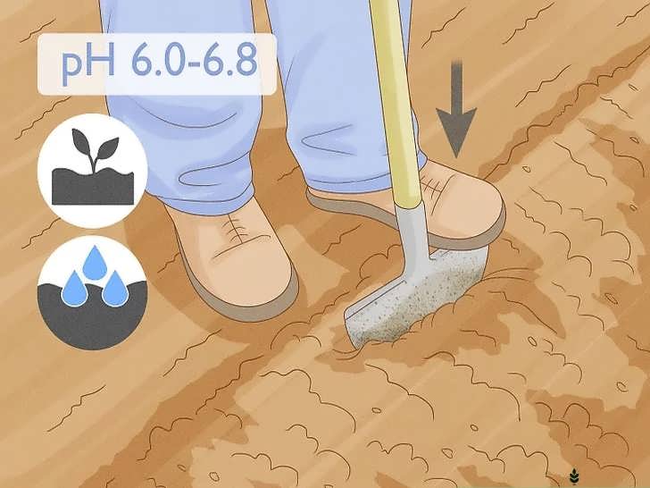 آماده سازی خاک