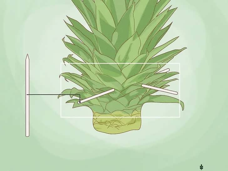 استفاده از خلال دندان