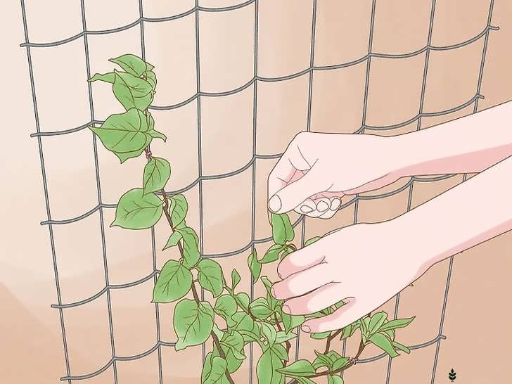 هدایت شاخه ها