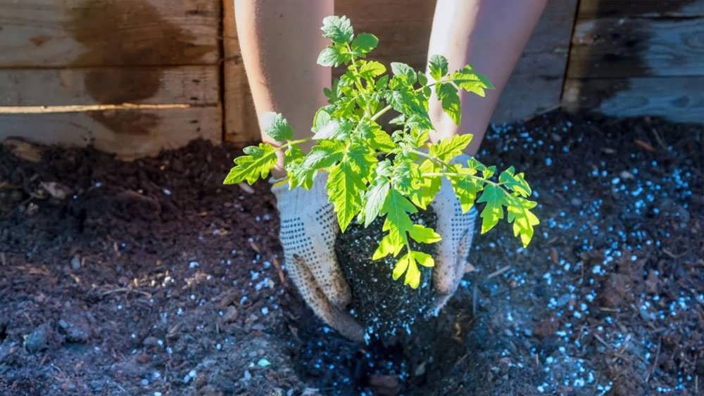 اننتقال گیاه