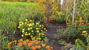 پس زمینه گیاهان تله ای