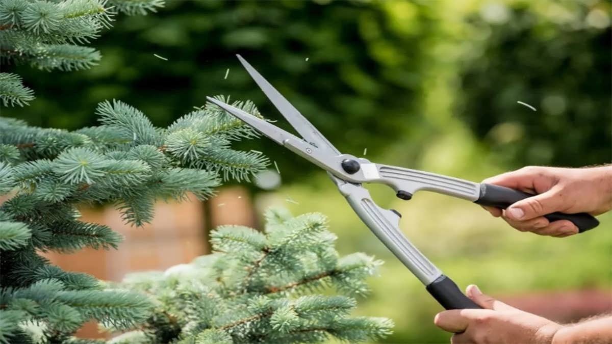 هرس درخت با قیچی باغبانی