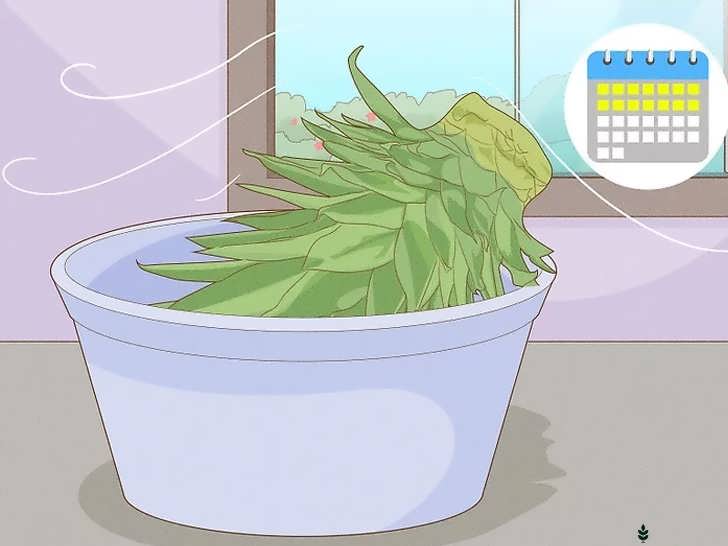 خشک کردن تاج آناناس