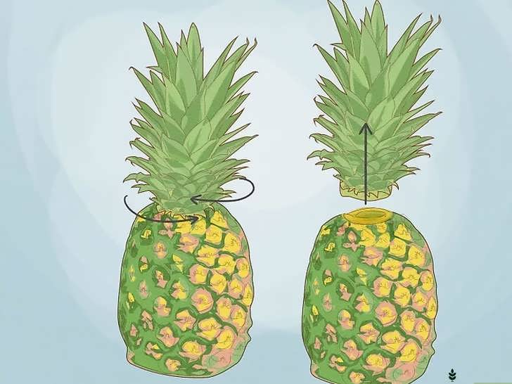 جدا کردن برگ های بالایی