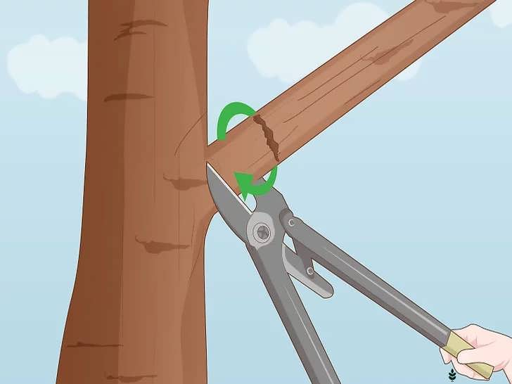 برش از زیر شاخه