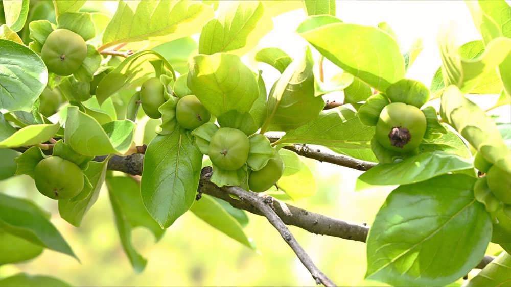 درخت خرمالوی نارس