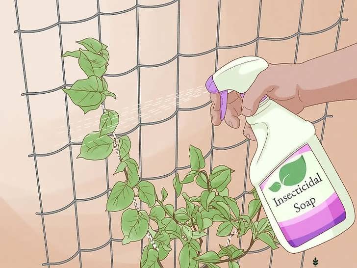 استفاده از صابون حشره کش