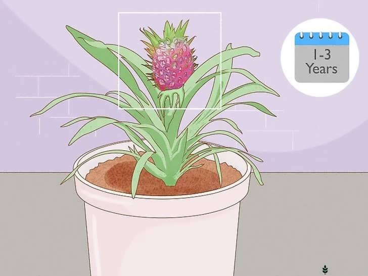 صبر برای گل دهی