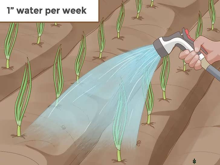 آبیاری منظم