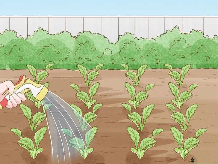 آبیاری هنگام خشکی سطح خاک