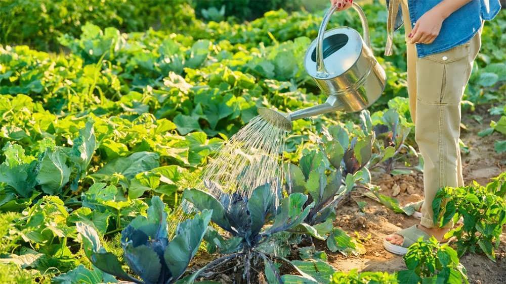 آبیاری سبزیجات