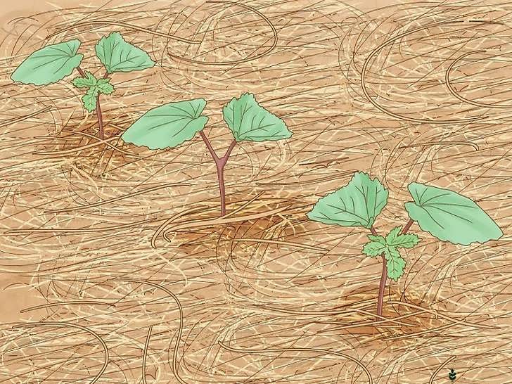 وجین علف های هرز و مالچ پاشی