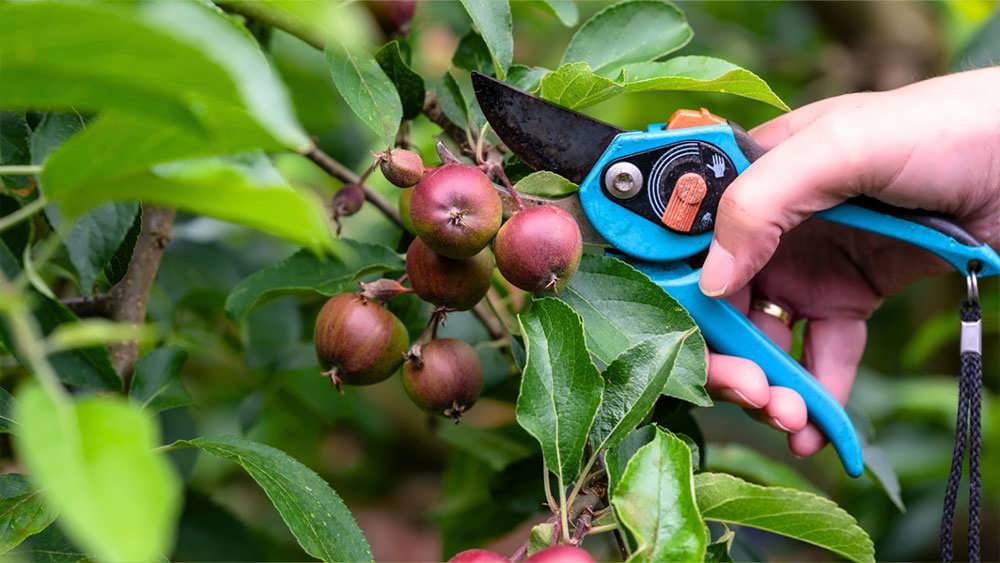 تنک کردن درختان