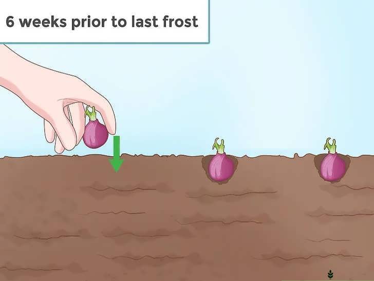 زمان مناسب کاشت پیاز