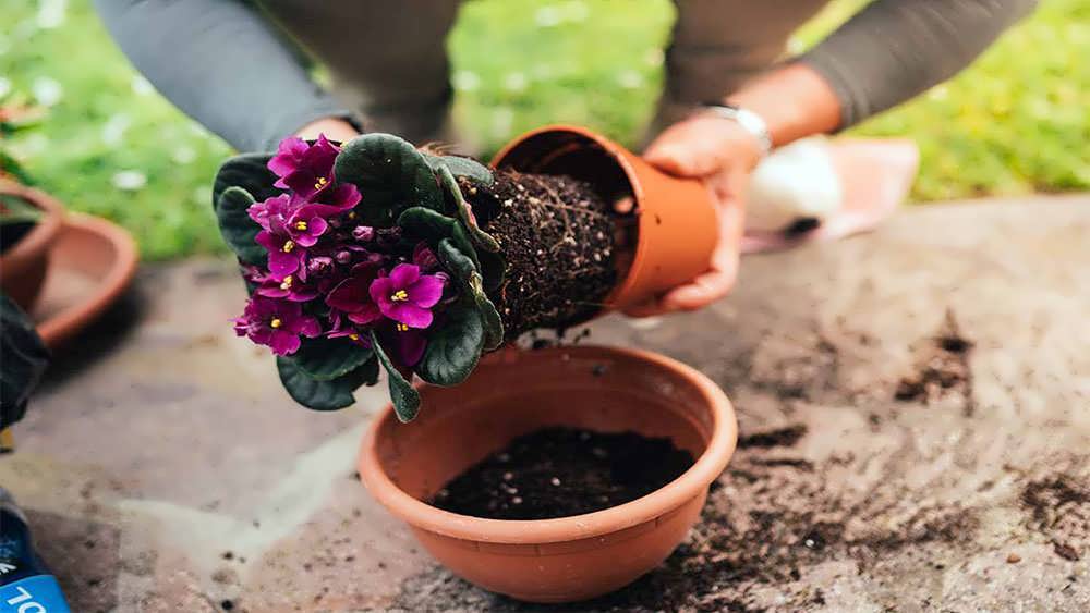 تعویض گلدان بنفشه آفریقایی