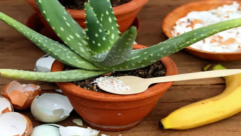 کود پوست تخم مرغ برای آلوئه ورا