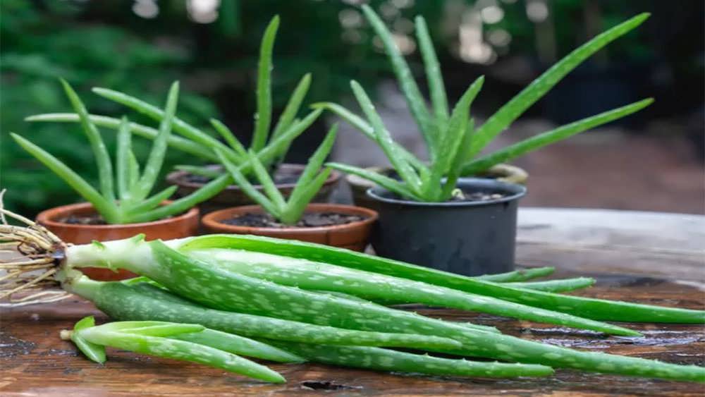 برداشت برگ آلوئه ورا