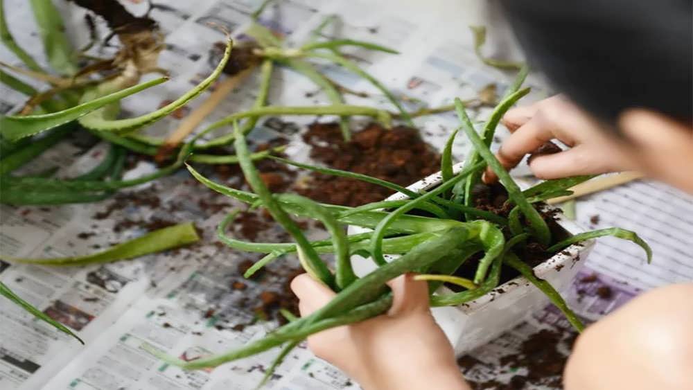 تعویض گلدان آلوئه ورا