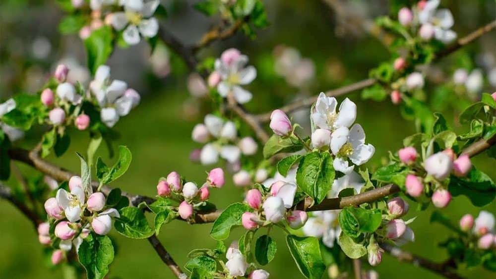 شکوفه های درخت سیب