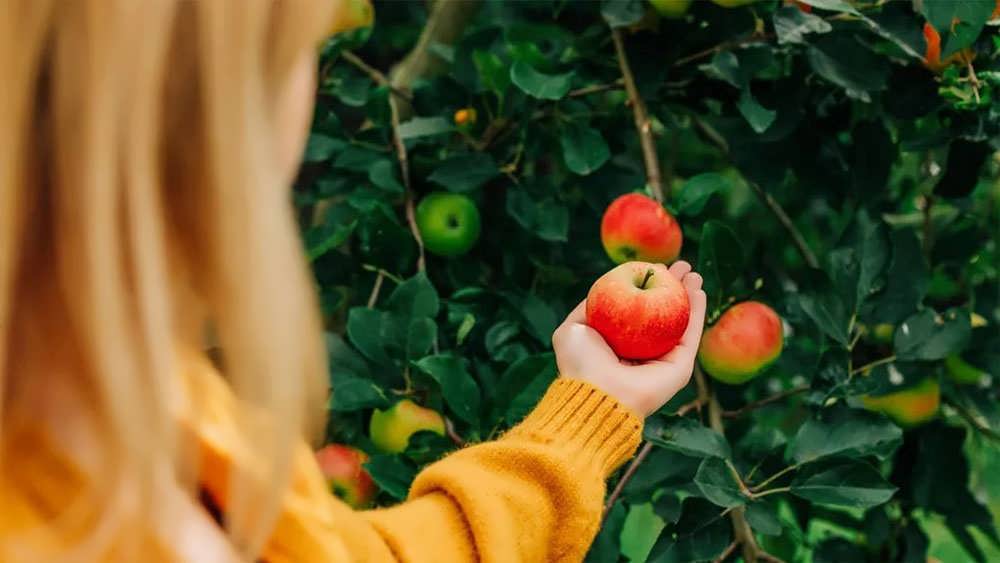 برداشت سیب با دست