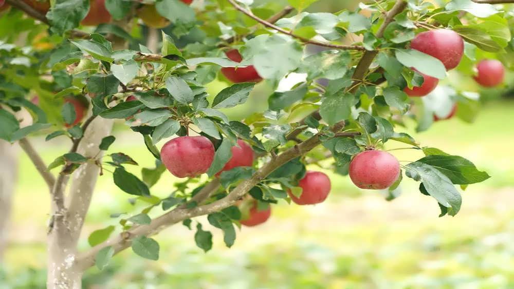 درخت سیب میوه‌دار