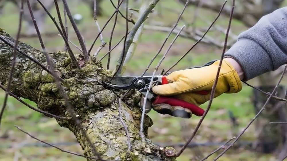 هرس درخت سیب