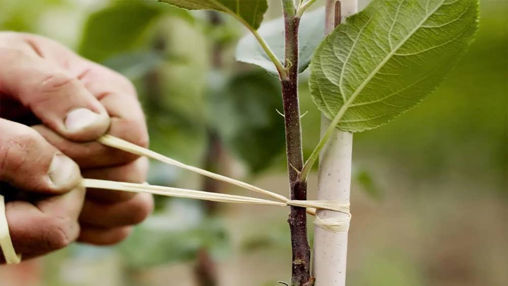 قیم گذاری درخت سیب