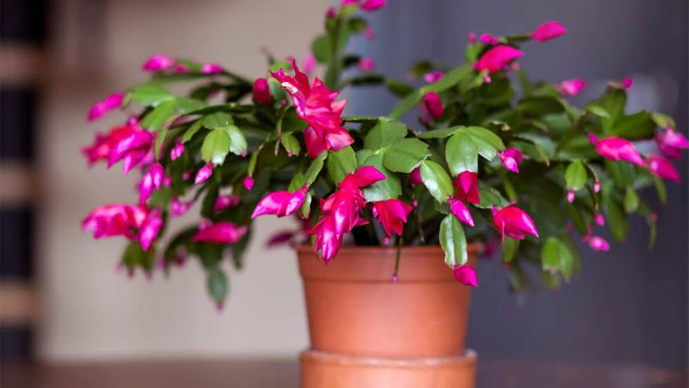 کاکتوس کریسمس در حال گل دهی