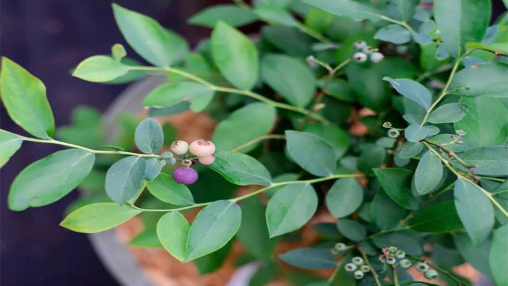 بلوبری با میوه های نارس