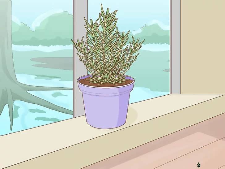 انتقال گلدان ها به داخل خانه