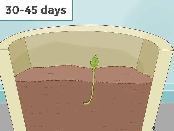 جوانه زدن و برگ دهی نشای هل