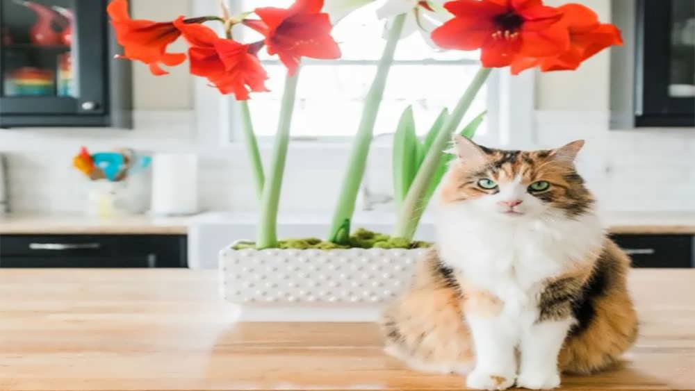 گربه و گیاه آپارتمانی