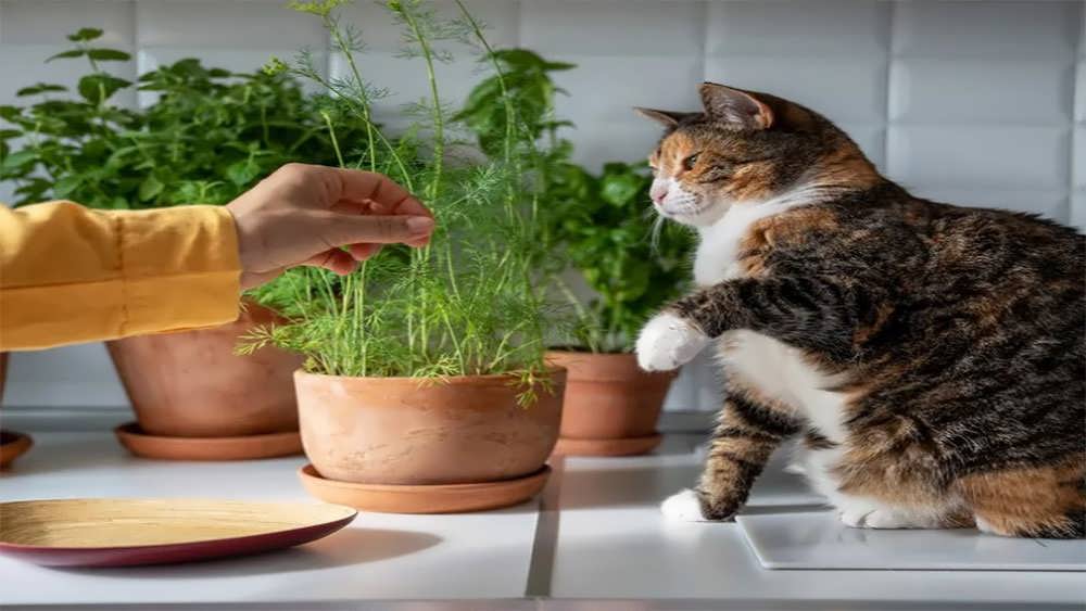 گربه کنار بنت قنسول