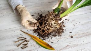 بررسی ریشه گیاه